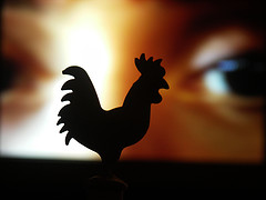 Ci sono le elezioni ed è sempre il solito film: Galline in foga