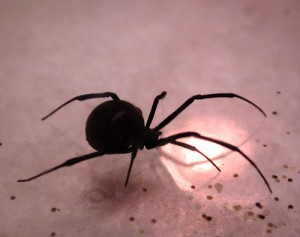 Rinasce AN e in prima linea Fini mette l'On. Della Vedova Nera